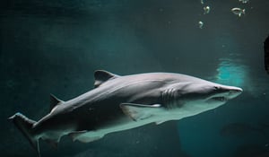 Loan sharks come with a serious bite!
